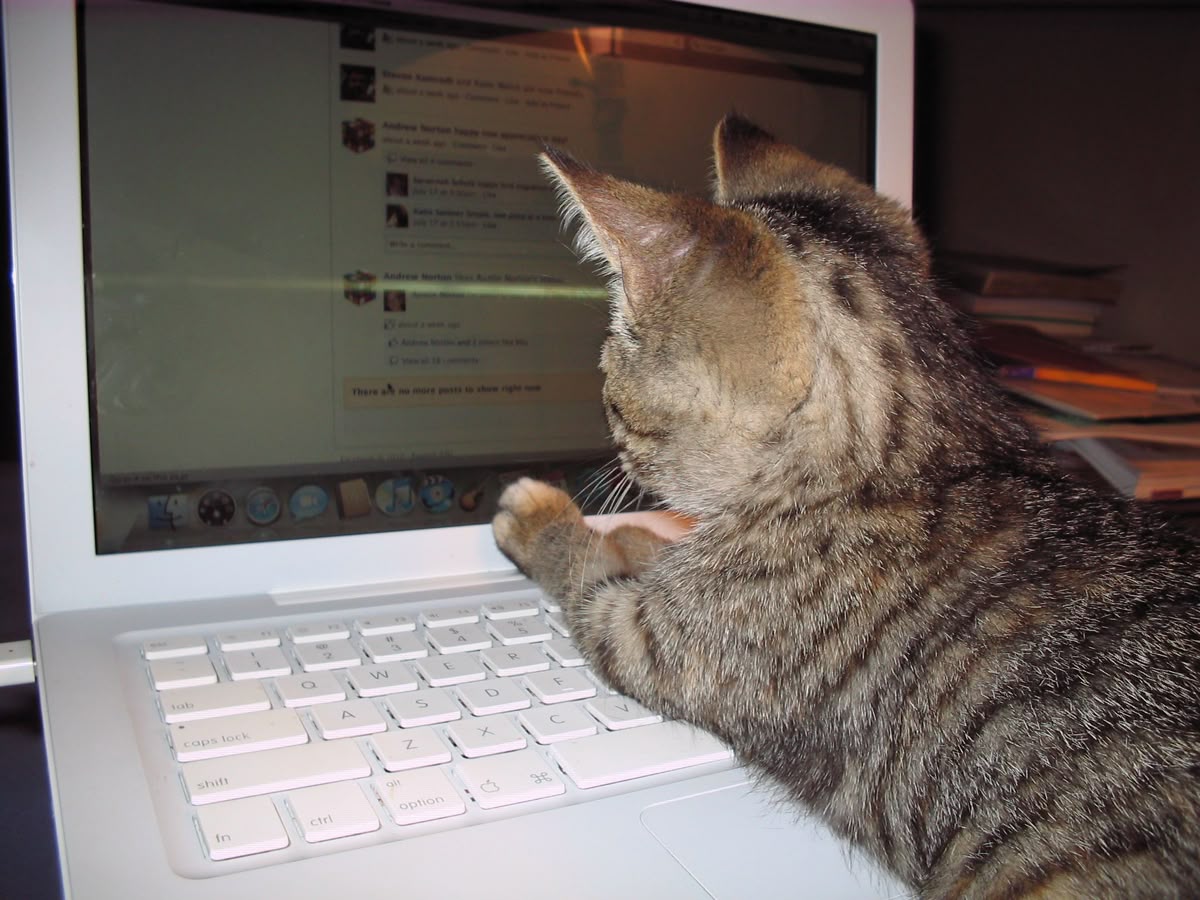 cat