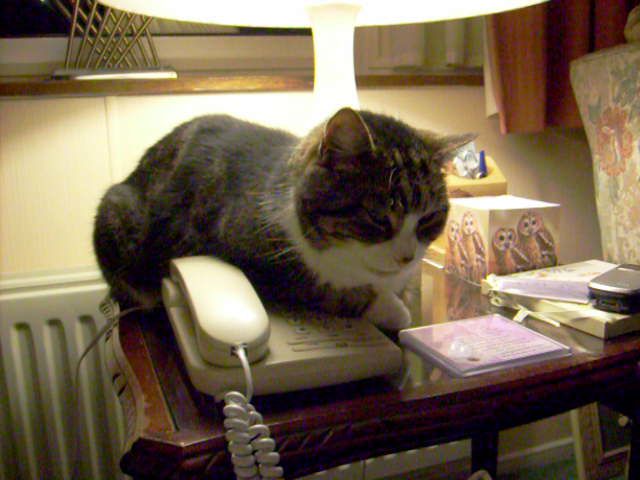 cat